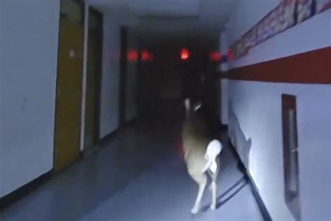 A deer broke into a New Jersey elementary school. Its escape was caught on police bodycams